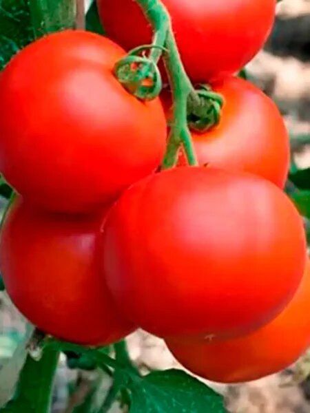 Томат сибирский экспресс: идеальный выбор для северных садоводов