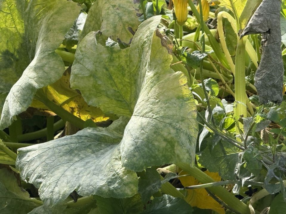 ��� ���������� � ��������� ����� �� ��������: ������ ��� �����