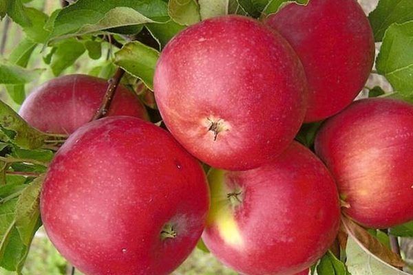 ������� ����������� ������ ����� � �������������� �����