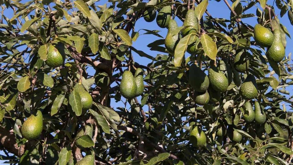 Магия авокадо: как косточки могут изменить вашу жизнь