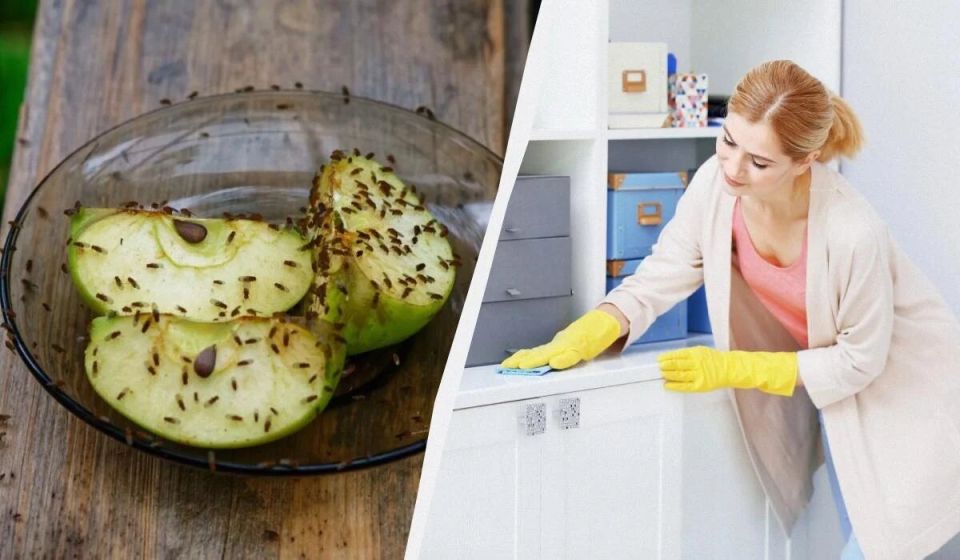 Как ловушка из дома помогает избавляться от мошек без покупок