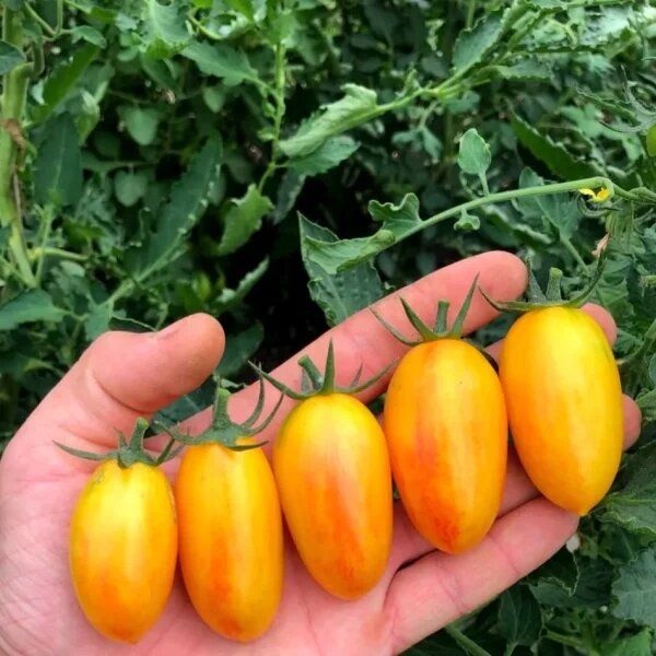 Томат Золотой час: яркое решение для вашего огорода