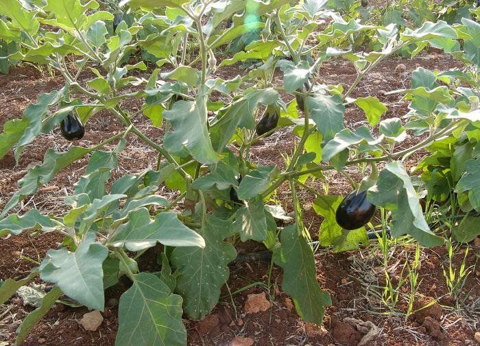 ����� ��������� ����� � �����������: ��� ��������� ������������ ���� �� ���� �������� ��������