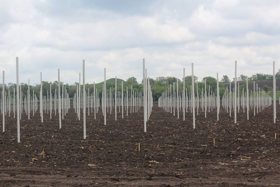 Как заложить сад: спокойный путеводитель по выбору места, почвы и ухода