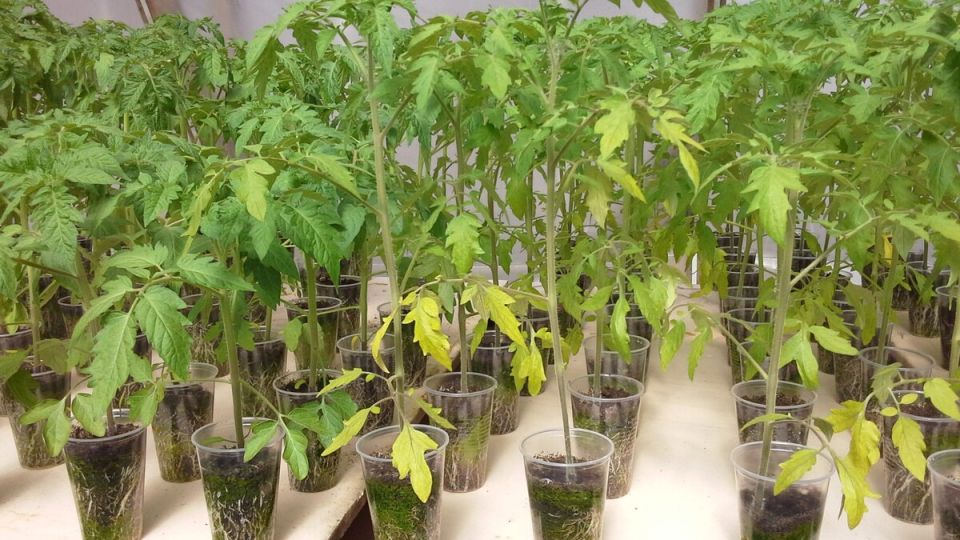 Рассада томатов сохнет: как вернуть здоровый вид до высадки