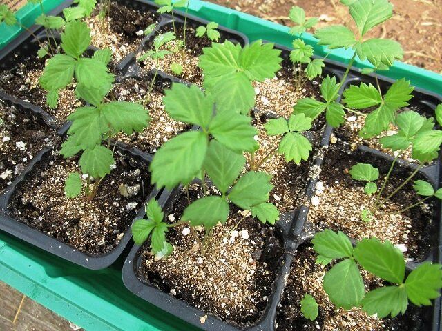 Пикировка рассады земляники: пять простых правил, которые сохраняют растение