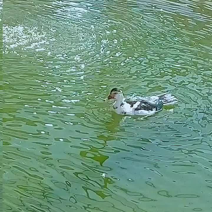 ,     , 