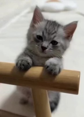  , !.  ,  ,   ,        -  !
