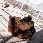 А вот медведица Бусинка из Абаканского зоопарка всегда в хорошем расположении духа