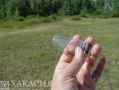 Клещи атакуют дачников в Хакасии