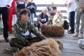Лучшего стригаля выберут в Аскизском районе, здесь в предстоящую субботу, 21 июня, пройдёт праздник «День животновода-2025»