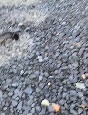    , !