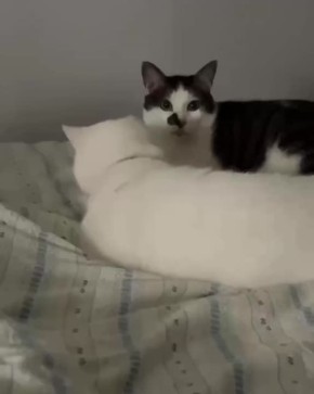  , !  ?