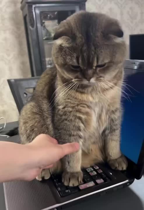  , !.     ,  -   