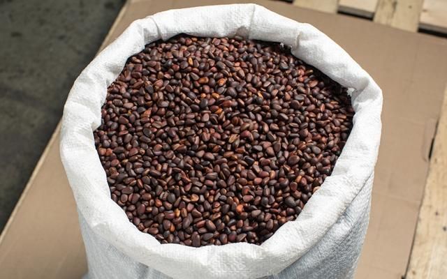 Жителю посёлка Шира за кражу 6 мешков кедрового ореха грозит уголовная ответственность