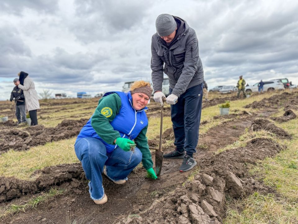 В Хакасии высадили 10 тысяч молодых сосен