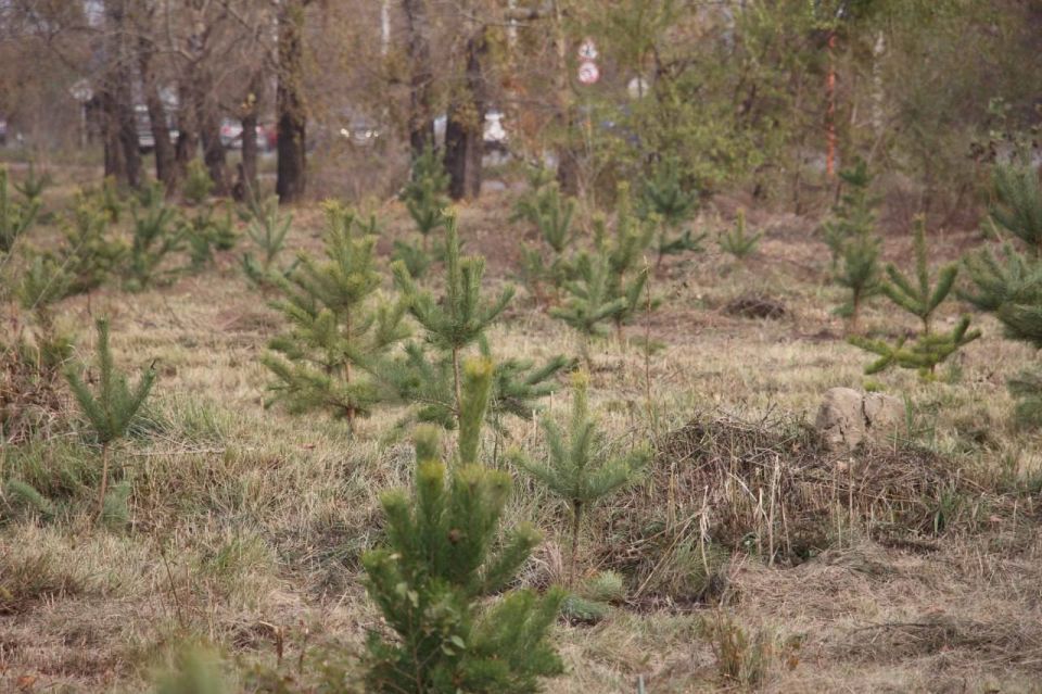 Алексей Лемин: Друзья, сегодня в 10 жилом районе вместе с представителями Администрации, Советом депутатов города Абакана и активными жителями приняли участие в субботнике