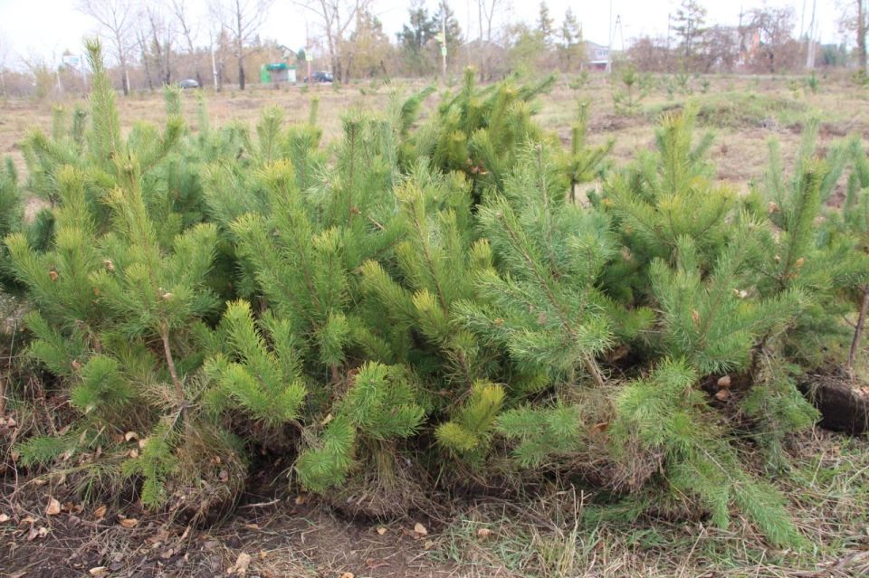 Чистота и красота города – это не временная задача, а ежедневная ответственность каждого из нас