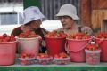 Опасные ягоды вдоль дороги: когда здоровое питание может обернуться угрозой