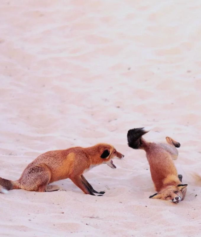  Nikon Comedy Wildlife Photography Awards 2025