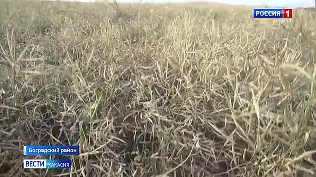 В Хакасии завершается уборочная кампания