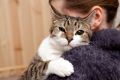 Как коты узнают своих хозяев: удивительные факты об этом удивительном поведении