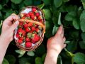 Как вернуть к жизни умирающую клубнику и снова наслаждаться сладкими ягодами