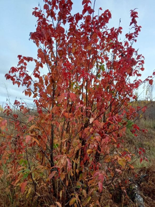 ,        ,     &quot;&quot;