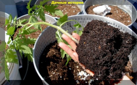 Как стимулировать рост корней рассады: секреты успешного садоводства