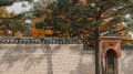 Как одно дерево стало причиной судебного разбирательства: история жителя столицы