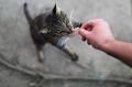Привередливые кошки: в чем причины их странного поведения?