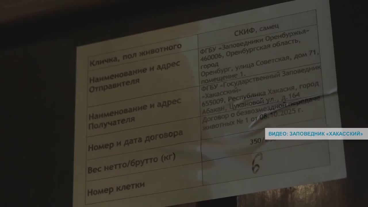 Лошадей Пржевальского доставили этой ночью в Хакасию специальным авиарейсом