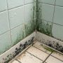 Грибок в ванной: причины, последствия и способы борьбы