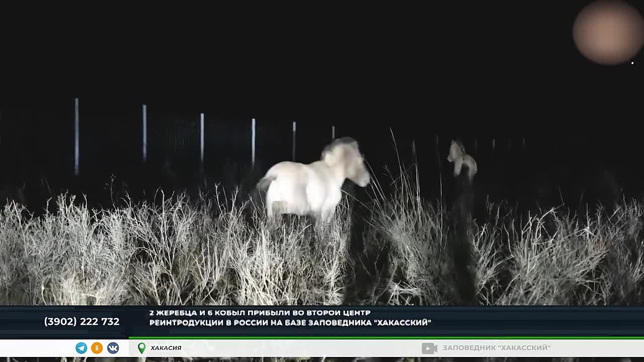 В ЗАПОВЕДНИК "ХАКАССКИЙ" ПРИЕХАЛИ НОВЫЕ ЖИТЕЛИ