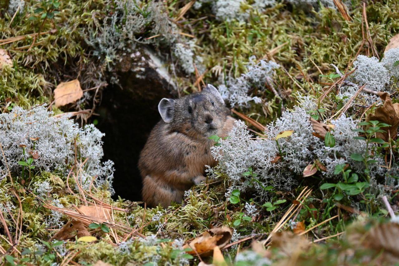 «Крупнейшего» сенозаготовителя запечатлели лесные пожарные в Минусинском бору, пищуха как раз набивала щёки свежей травой «Крупнейшего» сенозаготовителя запечатлели лесные пожарные в Минусинском бору, пищуха как раз набивала щёки свежей травой