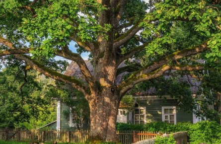 Опасные деревья в вашем саду: чего стоит остерегаться в 2025 году