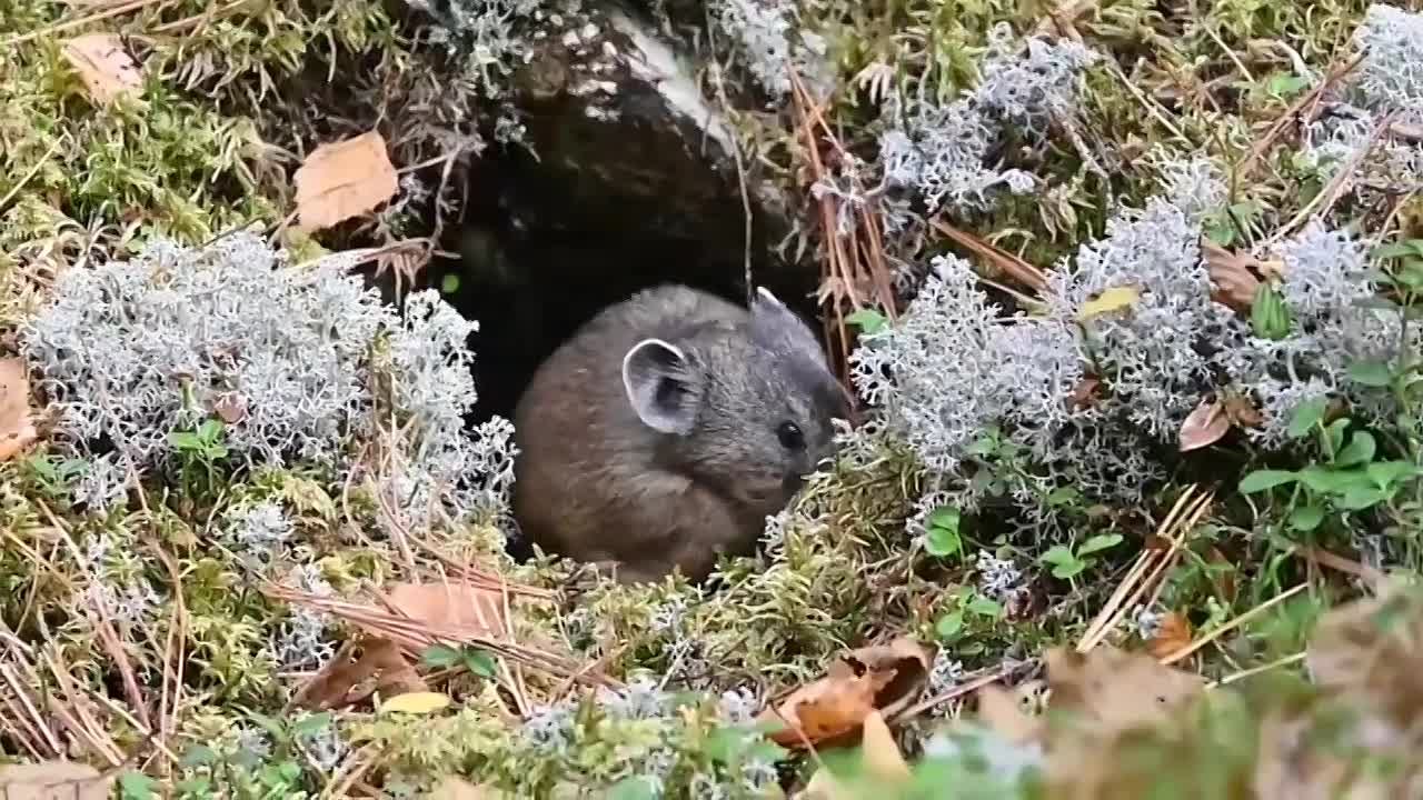 «Крупнейшего» сенозаготовителя запечатлели лесные пожарные в Минусинском бору, пищуха как раз набивала щёки свежей травой