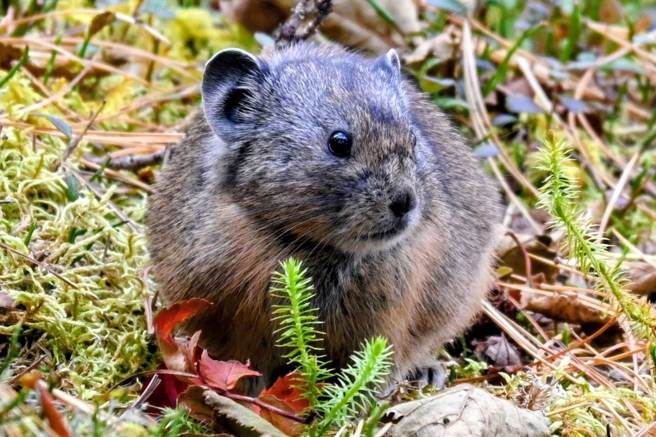 «Крупнейшего» сенозаготовителя запечатлели лесные пожарные в Минусинском бору, пищуха как раз набивала щёки свежей травой «Крупнейшего» сенозаготовителя запечатлели лесные пожарные в Минусинском бору, пищуха как раз набивала щёки свежей травой