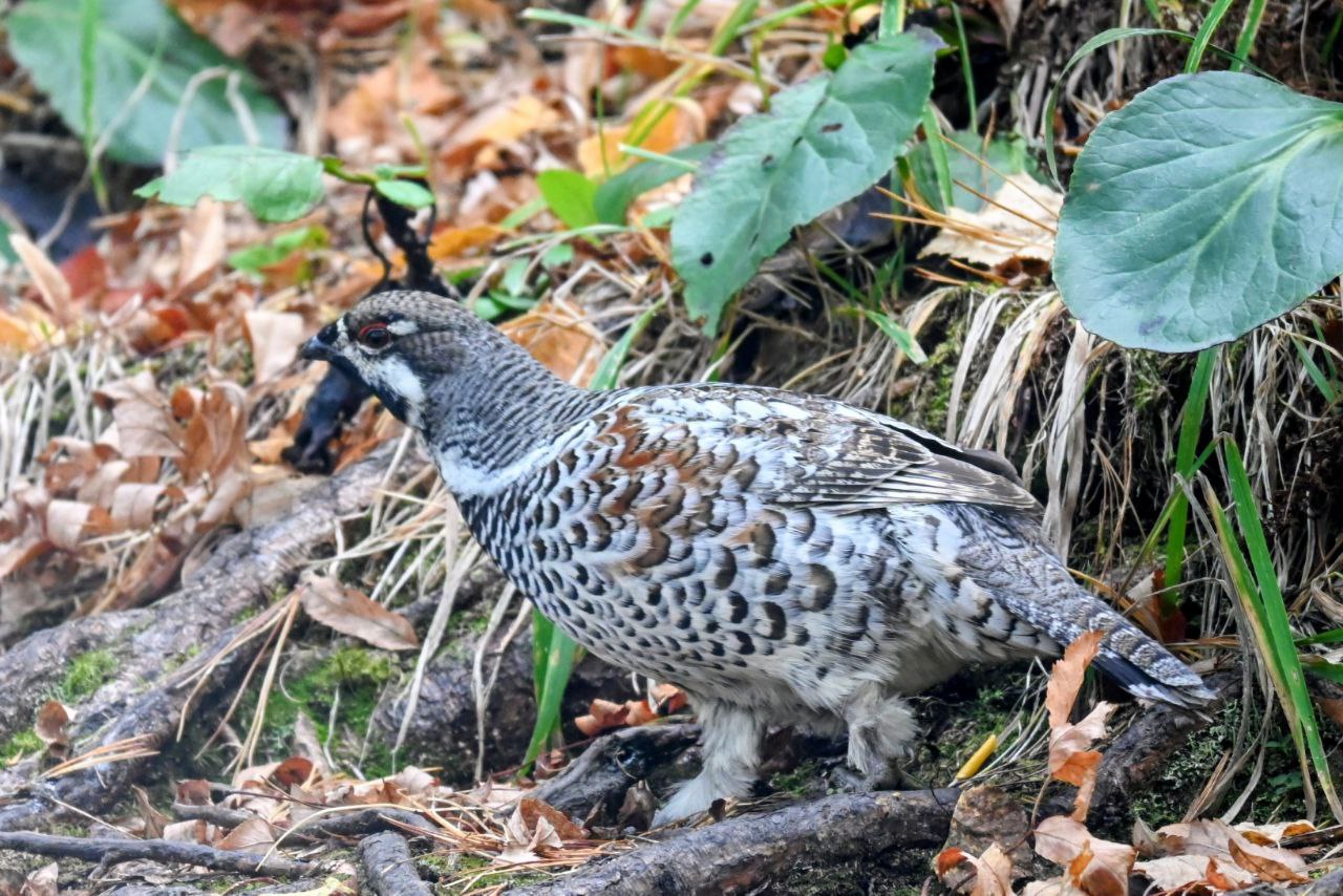 Молодых рябчиков за поиском подруг застали лесопожарные Молодых рябчиков за поиском подруг застали лесопожарные