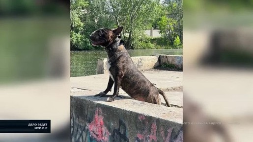 АРИСТОКРАТЫ С АКУЛЬЕЙ МОРДОЙ - В ПРОГРАММЕ ""ДЕЛО ВЕДЁТ МУР-Р-Р""