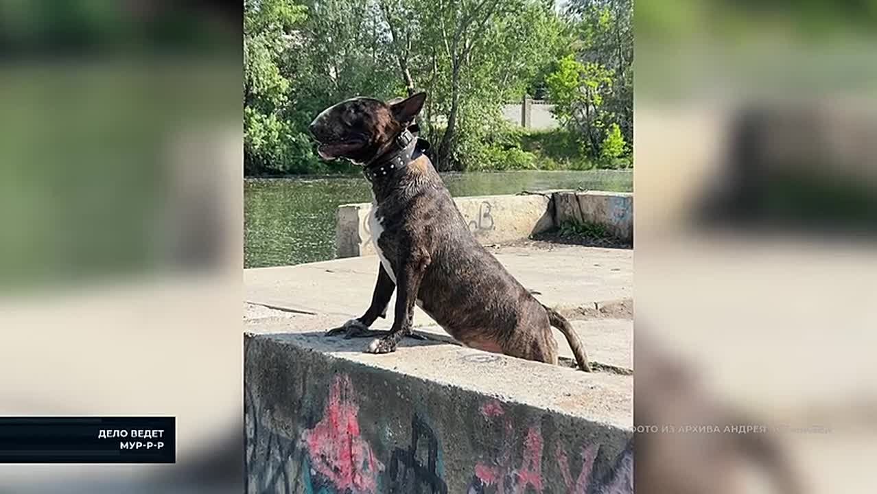 АРИСТОКРАТЫ С АКУЛЬЕЙ МОРДОЙ - В ПРОГРАММЕ ""ДЕЛО ВЕДЁТ МУР-Р-Р""