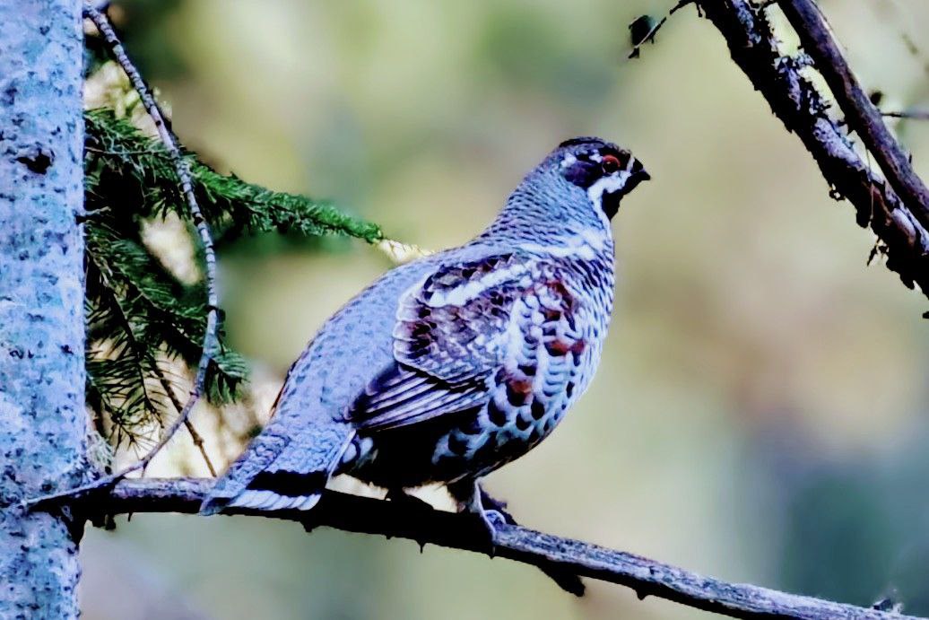 Молодых рябчиков за поиском подруг застали лесопожарные Молодых рябчиков за поиском подруг застали лесопожарные
