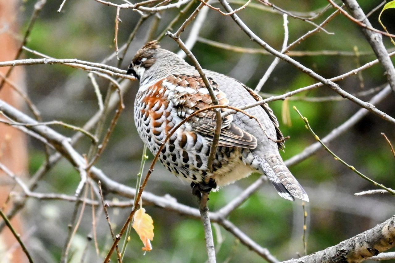 Молодых рябчиков за поиском подруг застали лесопожарные Молодых рябчиков за поиском подруг застали лесопожарные