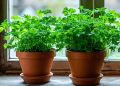 Как вырастить петрушку на подоконнике в зимний сезон: советы и хитрости