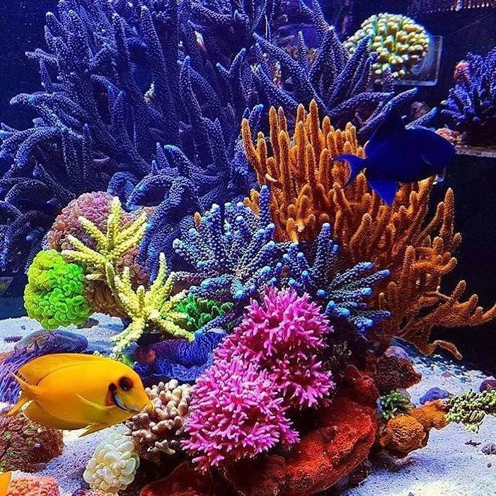 Кораллы – это животные, которые выглядят как растения