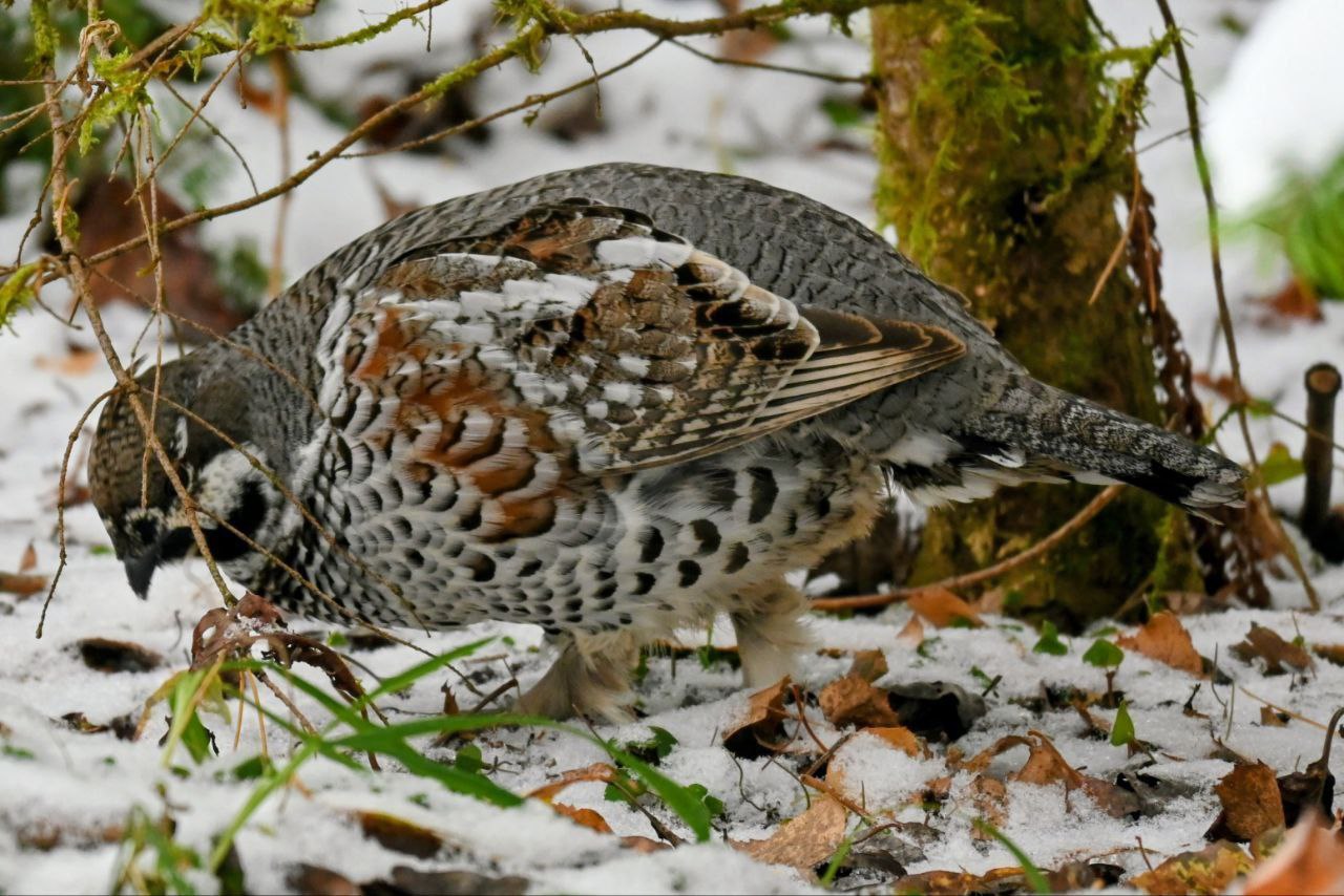 Молодых рябчиков за поиском подруг застали лесопожарные Молодых рябчиков за поиском подруг застали лесопожарные
