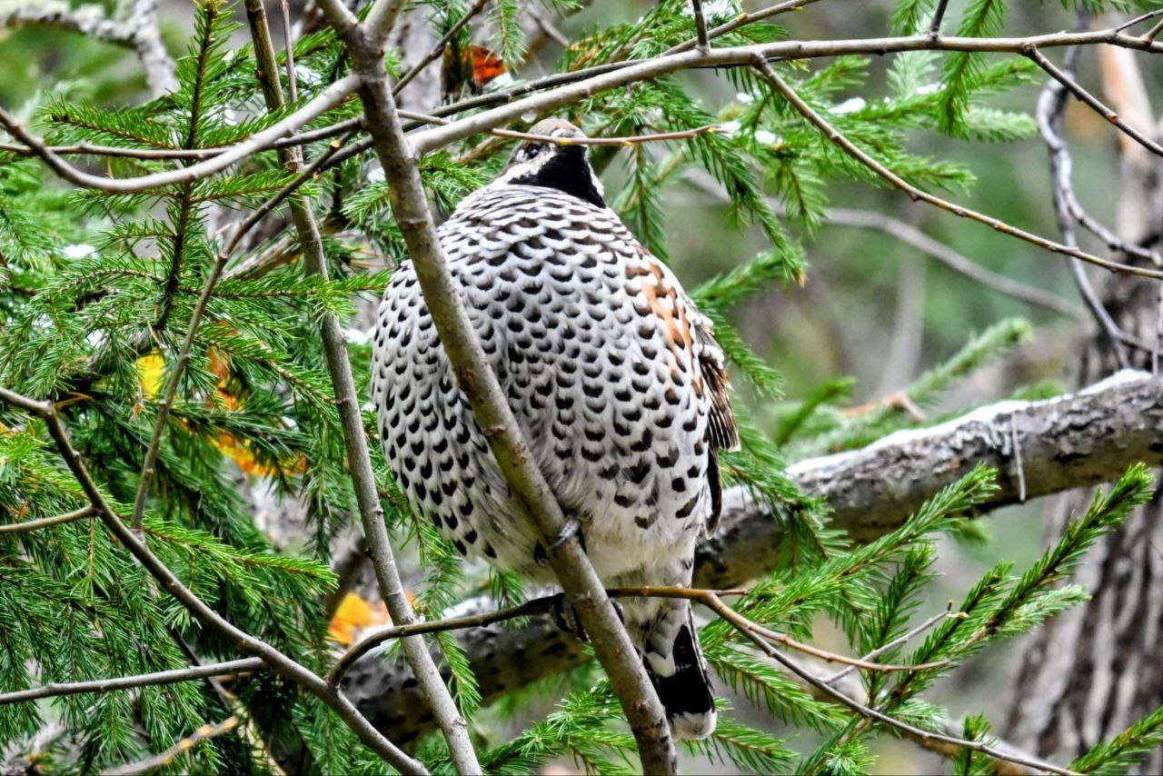 Молодых рябчиков за поиском подруг застали лесопожарные Молодых рябчиков за поиском подруг застали лесопожарные
