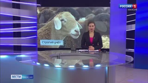 В Хакасии чипируют мелкий рогатый скот