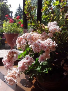 Садовые чудеса лета: что порадовало цветоводов в этом сезоне