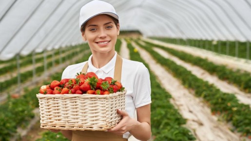 Популярный дачный прием погубит урожай клубники в два счета: никогда так не делайте